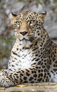Preview wallpaper african leopard, leopard, big cat, paws, posture