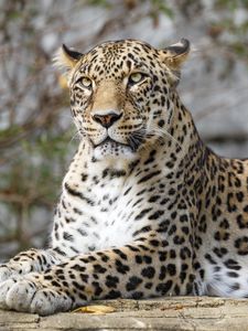 Preview wallpaper african leopard, leopard, big cat, paws, posture