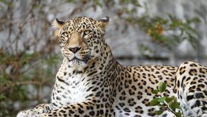 Preview wallpaper african leopard, leopard, big cat, paws, posture