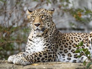 Preview wallpaper african leopard, leopard, big cat, paws, posture