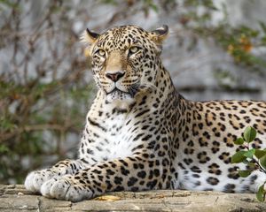 Preview wallpaper african leopard, leopard, big cat, paws, posture