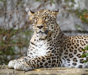 Preview wallpaper african leopard, leopard, big cat, paws, posture