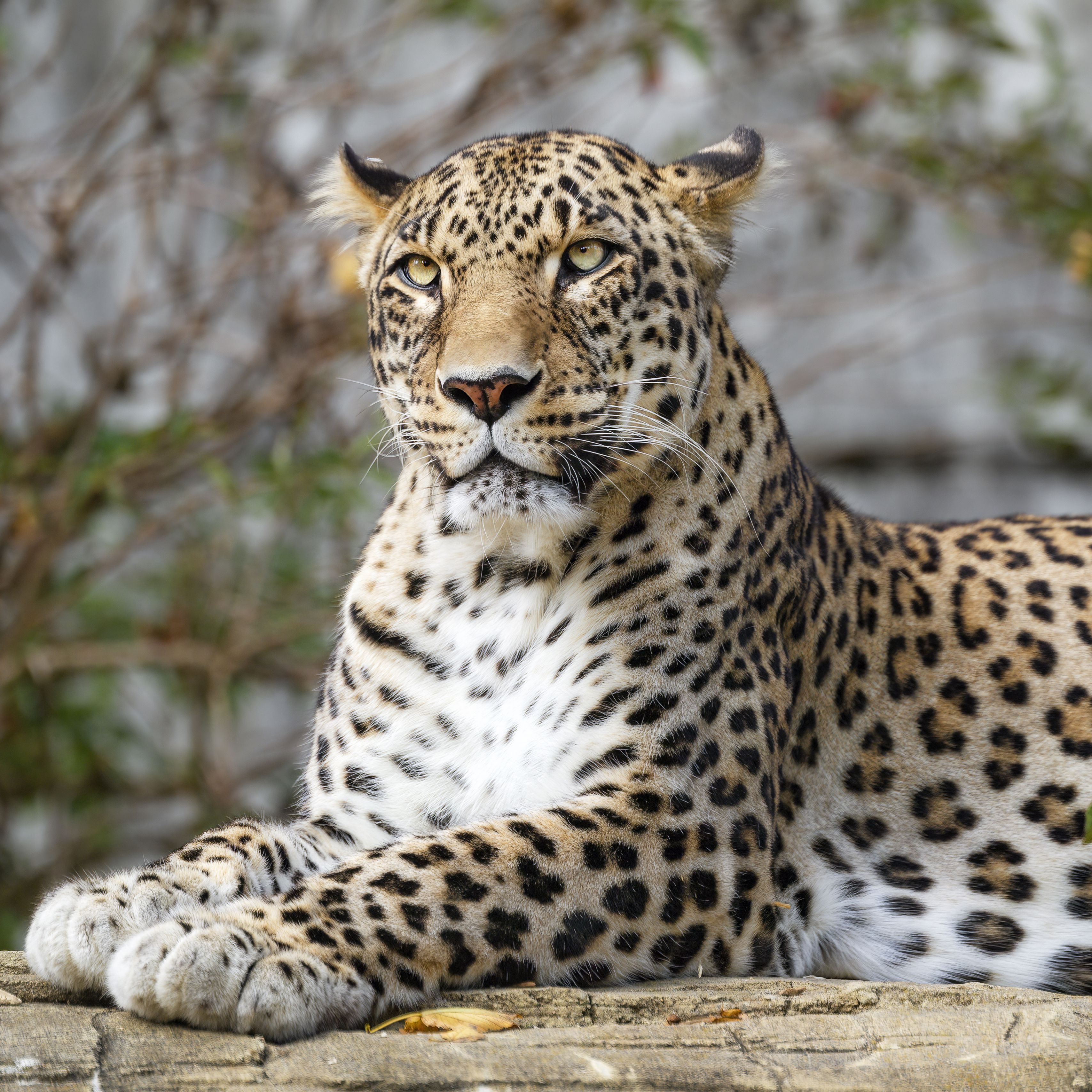 Download wallpaper 3415x3415 african leopard, leopard, big cat, paws ...