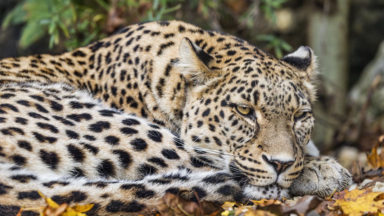 Wallpaper african leopard, leopard, big cat, leaves
