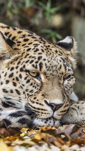 Preview wallpaper african leopard, leopard, big cat, leaves