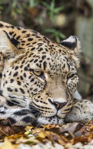 Preview wallpaper african leopard, leopard, big cat, leaves