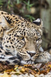 Preview wallpaper african leopard, leopard, big cat, leaves