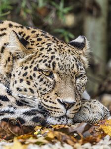 Preview wallpaper african leopard, leopard, big cat, leaves