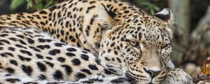 Preview wallpaper african leopard, leopard, big cat, leaves