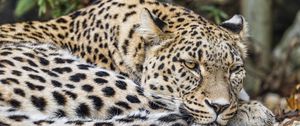 Preview wallpaper african leopard, leopard, big cat, leaves