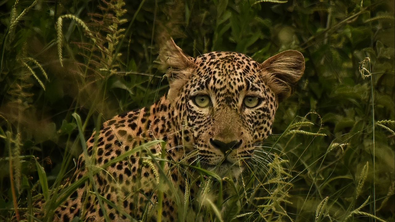 Wallpaper african leopard, leopard, big cat, grass, wild