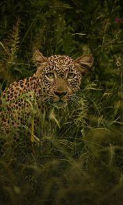 Preview wallpaper african leopard, leopard, big cat, grass, wild