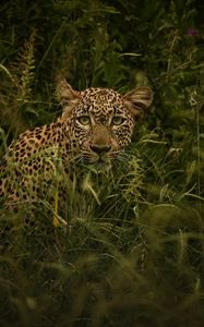 Preview wallpaper african leopard, leopard, big cat, grass, wild