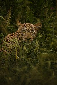 Preview wallpaper african leopard, leopard, big cat, grass, wild