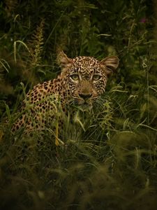 Preview wallpaper african leopard, leopard, big cat, grass, wild