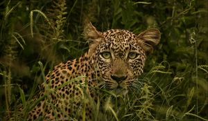 Preview wallpaper african leopard, leopard, big cat, grass, wild