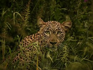 Preview wallpaper african leopard, leopard, big cat, grass, wild