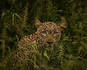 Preview wallpaper african leopard, leopard, big cat, grass, wild