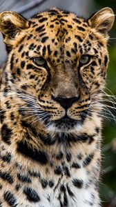 Preview wallpaper african leopard, leopard, predator, muzzle, big cat