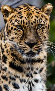 Preview wallpaper african leopard, leopard, predator, muzzle, big cat