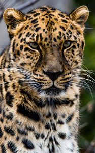 Preview wallpaper african leopard, leopard, predator, muzzle, big cat