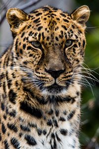 Preview wallpaper african leopard, leopard, predator, muzzle, big cat