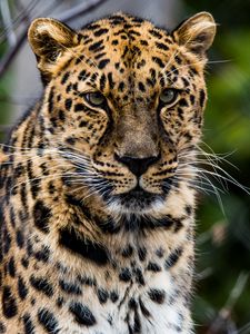 Preview wallpaper african leopard, leopard, predator, muzzle, big cat