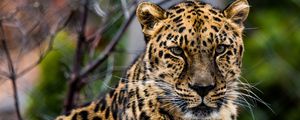 Preview wallpaper african leopard, leopard, predator, muzzle, big cat