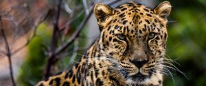 Preview wallpaper african leopard, leopard, predator, muzzle, big cat
