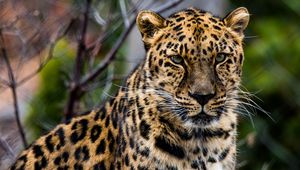 Preview wallpaper african leopard, leopard, predator, muzzle, big cat