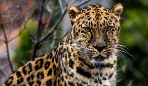 Preview wallpaper african leopard, leopard, predator, muzzle, big cat