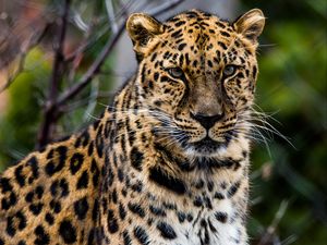 Preview wallpaper african leopard, leopard, predator, muzzle, big cat