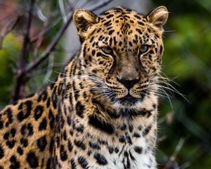 Preview wallpaper african leopard, leopard, predator, muzzle, big cat