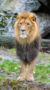 Preview wallpaper african lion, animal, predator, wildlife