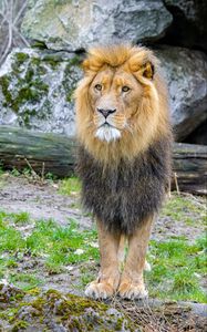 Preview wallpaper african lion, animal, predator, wildlife