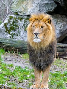 Preview wallpaper african lion, animal, predator, wildlife