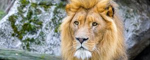 Preview wallpaper african lion, animal, predator, wildlife