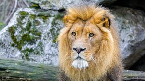 Preview wallpaper african lion, animal, predator, wildlife
