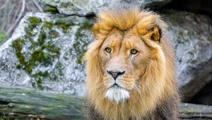 Preview wallpaper african lion, animal, predator, wildlife