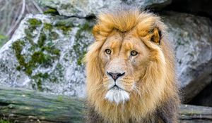 Preview wallpaper african lion, animal, predator, wildlife