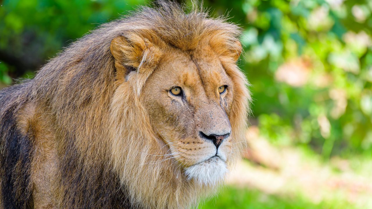Wallpaper african lion, lion, predator, big cat, animal, wildlife