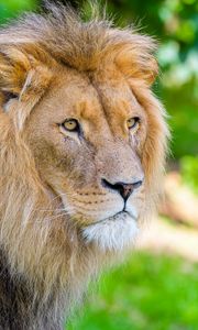 Preview wallpaper african lion, lion, predator, big cat, animal, wildlife