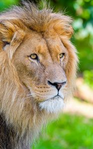 Preview wallpaper african lion, lion, predator, big cat, animal, wildlife