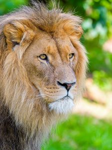 Preview wallpaper african lion, lion, predator, big cat, animal, wildlife