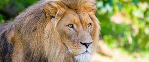 Preview wallpaper african lion, lion, predator, big cat, animal, wildlife