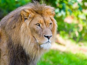 Preview wallpaper african lion, lion, predator, big cat, animal, wildlife