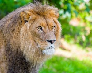 Preview wallpaper african lion, lion, predator, big cat, animal, wildlife