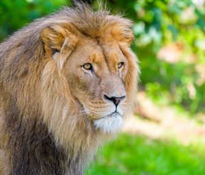 Preview wallpaper african lion, lion, predator, big cat, animal, wildlife