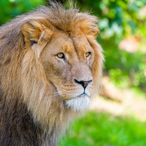Preview wallpaper african lion, lion, predator, big cat, animal, wildlife
