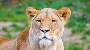 Preview wallpaper african lion, lioness, predator, big cat